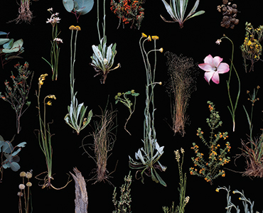 Carolyn Young